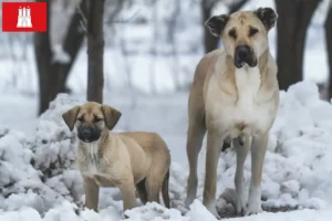 Read more about the article Kangal opdrættere og hvalpe i Hamborg