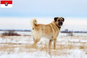 Read more about the article Kangal-opdrættere og hvalpe i Hessen