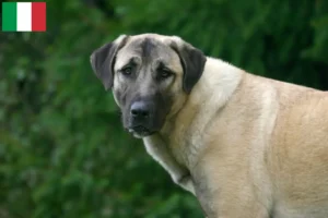 Read more about the article Kangal-opdrættere og hvalpe i Italien