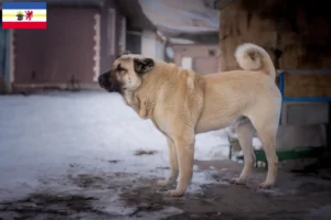 Read more about the article Kangal-opdrættere og hvalpe i Mecklenburg-Vorpommern