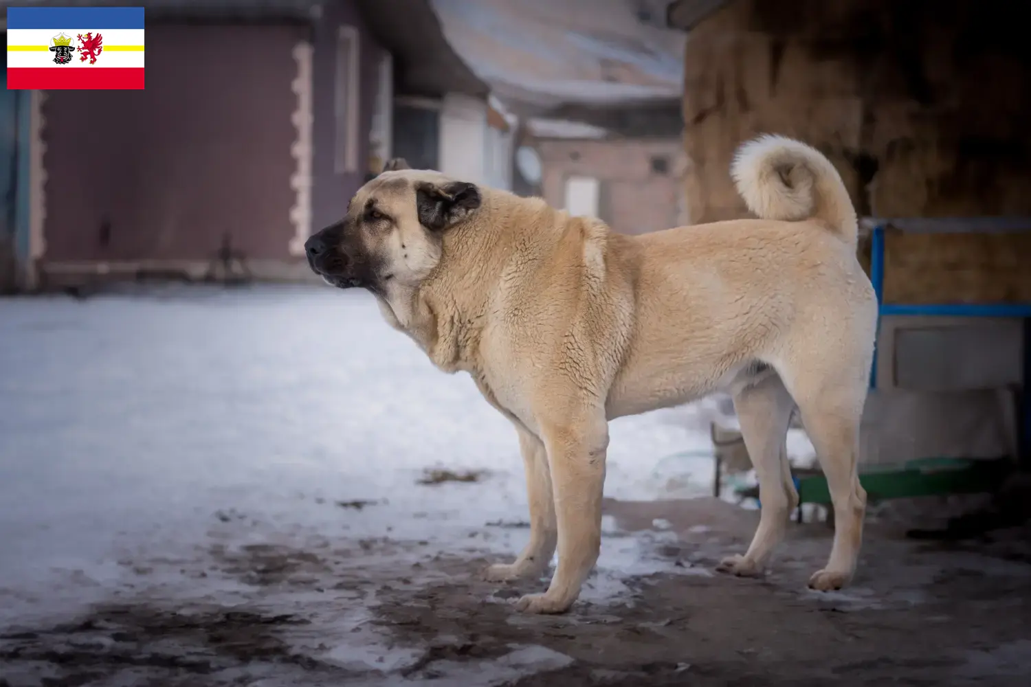 Kangal hvalpe og opdrættere Mecklenburg-Vorpommern Her kan du finde Kangals-opdrættere i Mecklenburg-Vorpommern.