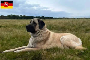 Read more about the article Kangal-opdrættere og hvalpe i Niedersachsen