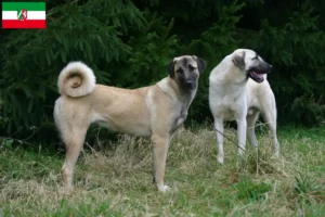 Read more about the article Kangal opdrættere og hvalpe i Nordrhein-Westfalen