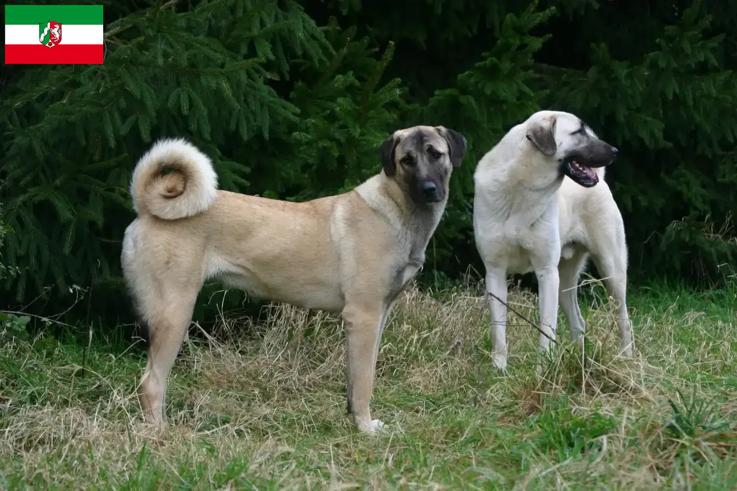 Kangal hvalpe og opdrættere Nordrhein-Westfalen Her kan du finde Kangals-opdrættere i Nordrhein-Westfalen.