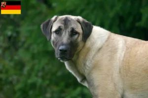 Read more about the article Kangal-opdrættere og hvalpe i Rheinland-Pfalz