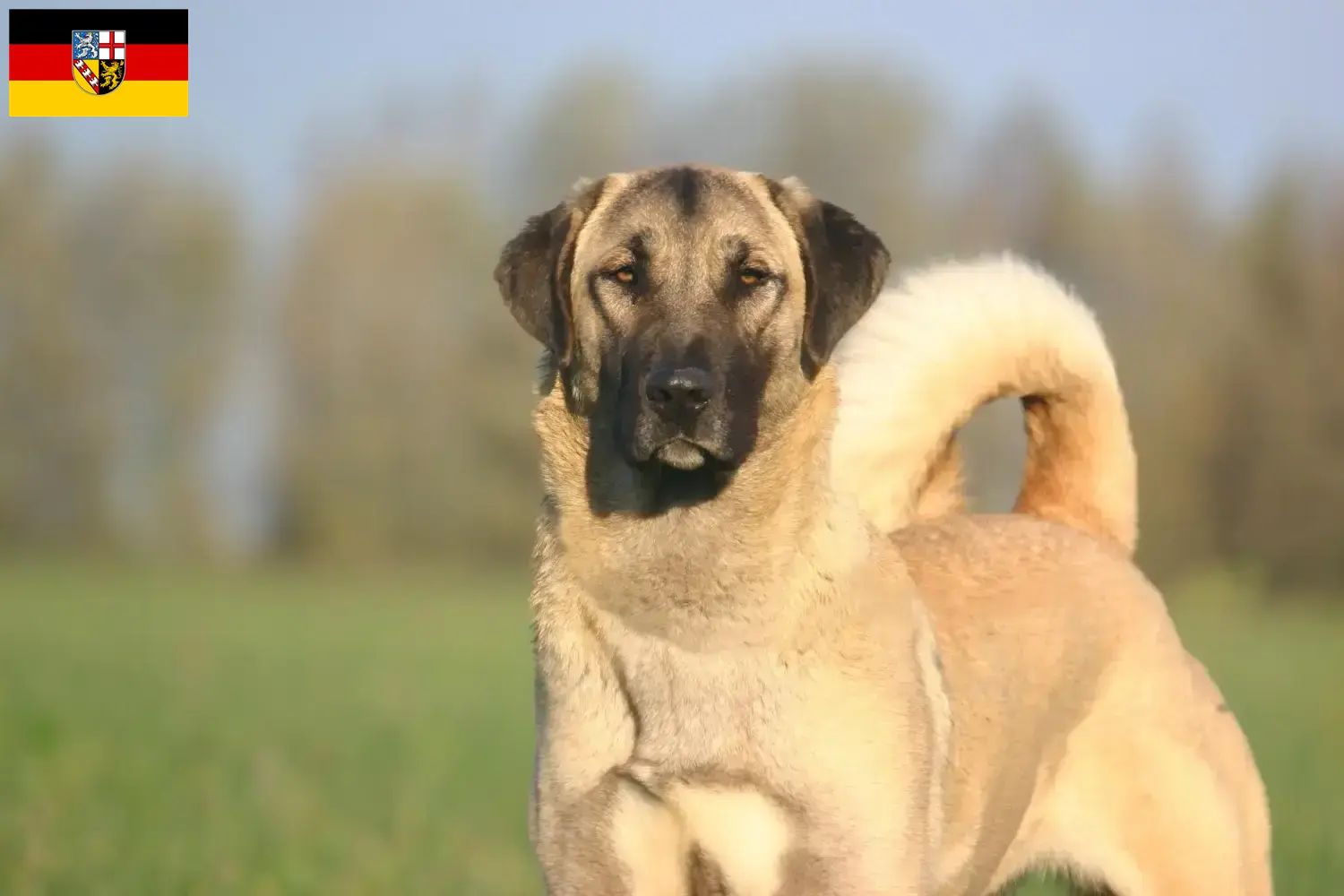 Read more about the article Kangal-opdrættere og hvalpe i Saarland