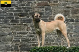 Read more about the article Kangal-opdrættere og hvalpe i Sachsen-Anhalt