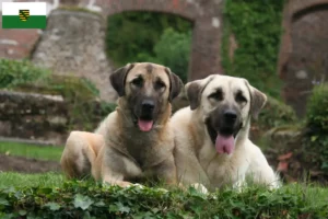 Read more about the article Kangal-opdrættere og hvalpe i Sachsen