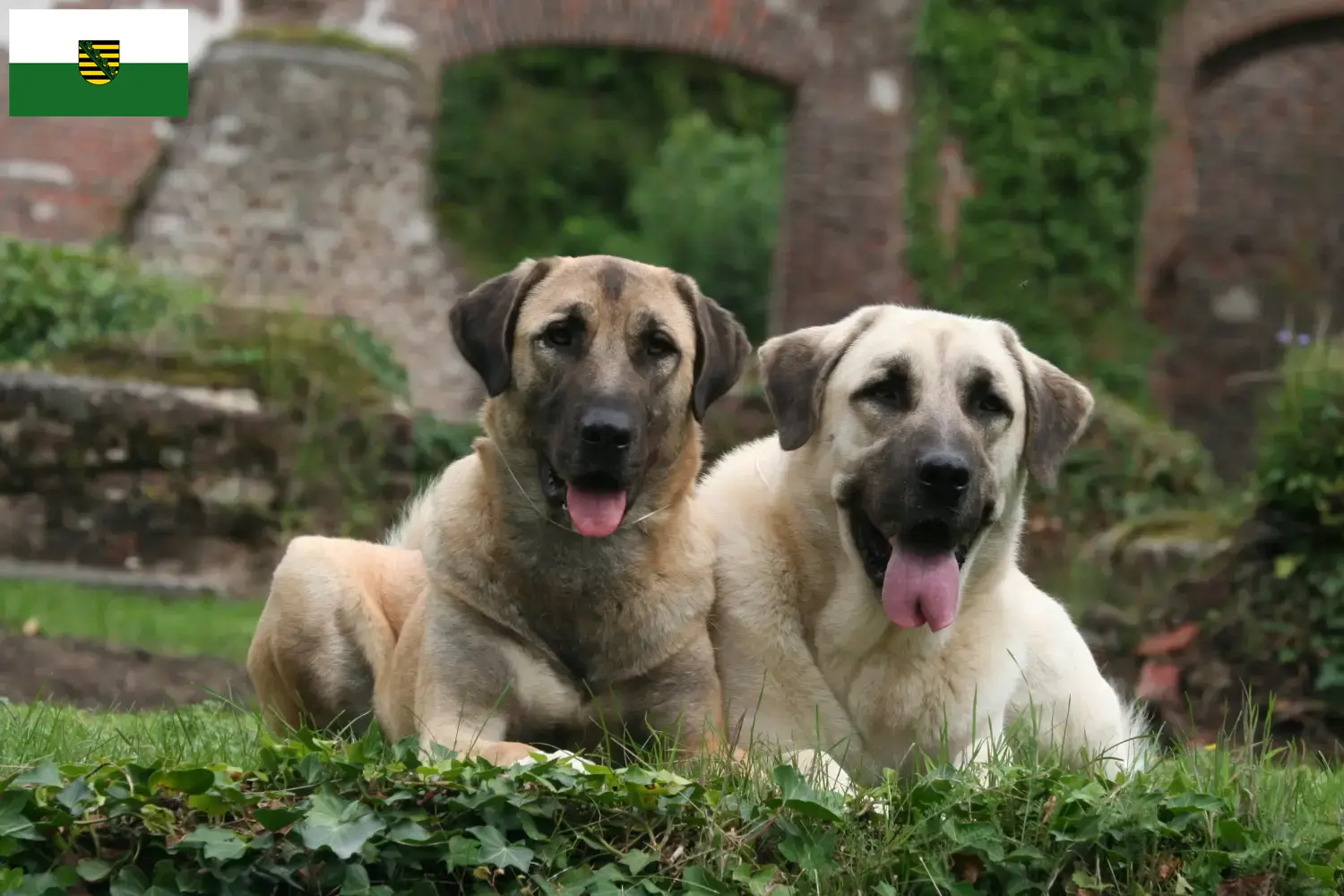 Read more about the article Kangal-opdrættere og hvalpe i Sachsen