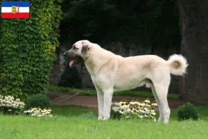 Read more about the article Kangal-opdrættere og hvalpe i Slesvig-Holsten