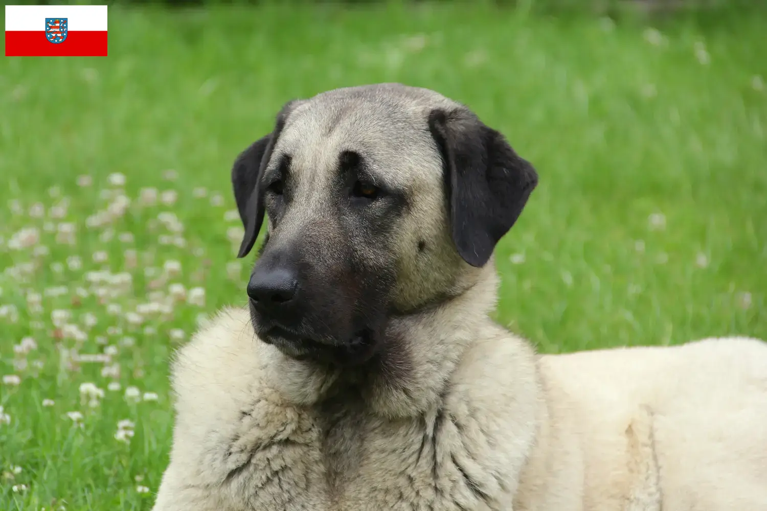 Read more about the article Kangal-opdrættere og hvalpe i Thüringen