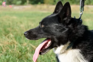 Read more about the article Karelian Bear Dog opdrætter og hvalpe i Hovedstaden