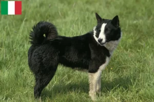 Read more about the article Karelsk bjørnehundeopdrættere og hvalpe i Italien