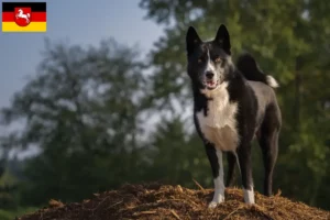Read more about the article Karelsk bjørnehundeopdrættere og hvalpe i Niedersachsen