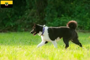 Read more about the article Karelsk bjørnehundeopdrættere og hvalpe i Sachsen-Anhalt