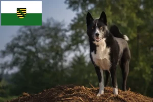 Read more about the article Karelsk bjørn hundeopdrætter og hvalpe i Sachsen
