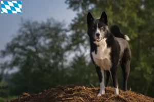 Read more about the article Karelsk bjørnehundeopdrættere og hvalpe i Bayern