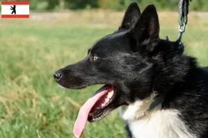 Read more about the article Karelsk bjørnehundeopdrætter og hvalpe i Berlin