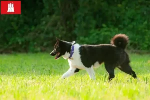 Read more about the article Karelsk bjørn Hundeopdrætter og hvalpe i Hamborg