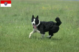 Read more about the article Karelsk bjørnehundeopdrættere og hvalpe i Hessen