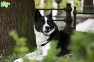 Read more about the article Karelsk bjørnehundeopdrætter og hvalpe i Midtjylland