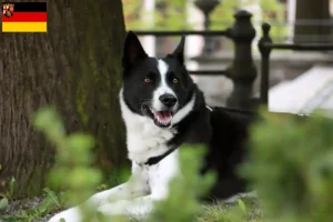 Read more about the article Karelsk bjørnehundeopdrættere og hvalpe i Rheinland-Pfalz