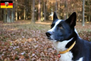 Read more about the article Karelsk bjørnehundeopdrættere og hvalpe i Saarland