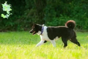 Read more about the article Karelsk bjørnehundeopdrættere og hvalpe på Sjælland