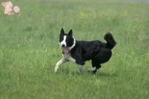 Read more about the article Karelsk bjørnehundeopdrættere og hvalpe i Syddanmark