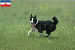 Read more about the article Karelsk bjørnehundeopdrættere og hvalpe i Slesvig-Holsten
