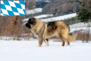 Read more about the article Opdrætter af kaukasisk hyrdehund og hvalpe i Bayern