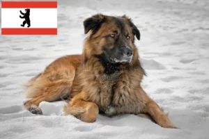 Read more about the article Opdrætter af kaukasisk hyrdehund og hvalpe i Berlin