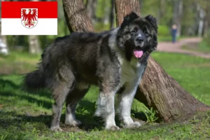 Read more about the article Kaukasisk hyrdehundeopdrætter og hvalpe i Brandenburg