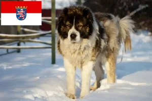 Read more about the article Kaukasisk hyrdehundeopdrætter og hvalpe i Hessen