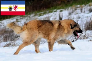 Read more about the article Kaukasisk hyrdehundeopdrætter og hvalpe i Mecklenburg-Vorpommern