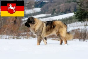 Read more about the article Opdrætter af kaukasisk hyrdehund og hvalpe i Niedersachsen