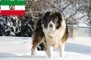 Read more about the article Kaukasisk hyrdehundeopdrætter og hvalpe i Nordrhein-Westfalen