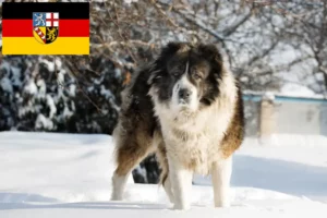 Read more about the article Kaukasisk hyrdehundeopdrætter og hvalpe i Saarland