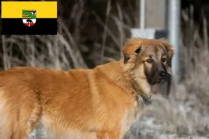 Read more about the article Kaukasisk hyrdehundeopdrætter og hvalpe i Sachsen-Anhalt