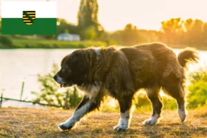Read more about the article Kaukasisk hyrdehundeopdrætter og hvalpe i Sachsen