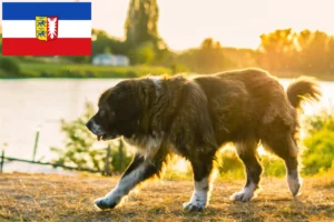 Read more about the article Kaukasisk hyrdehundeopdrætter og hvalpe i Slesvig-Holsten
