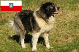 Read more about the article Kaukasisk hyrdehundeopdrætter og hvalpe i Thüringen
