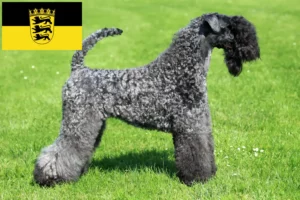 Read more about the article Kerry Blue Terrier opdrættere og hvalpe i Baden-Württemberg