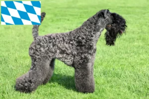 Read more about the article Kerry Blue Terrier opdrættere og hvalpe i Bayern