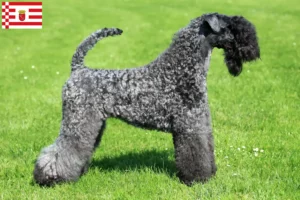 Read more about the article Kerry Blue Terrier opdrætter og hvalpe i Bremen