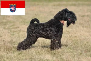 Read more about the article Kerry Blue Terrier opdrættere og hvalpe i Hessen