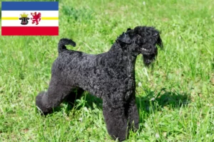 Read more about the article Kerry Blue Terrier opdrættere og hvalpe i Mecklenburg-Vorpommern