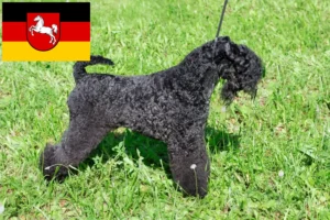 Read more about the article Kerry Blue Terrier opdrættere og hvalpe i Niedersachsen