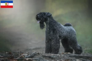 Read more about the article Kerry Blue Terrier opdrættere og hvalpe i Slesvig-Holsten