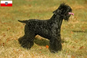 Read more about the article Kerry Blue Terrier opdrættere og hvalpe i Thüringen